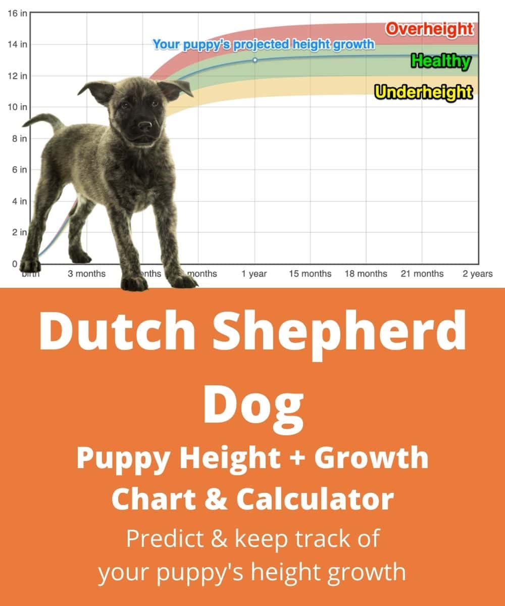 dutch-shepherd-dog Puppy height Growth Chart